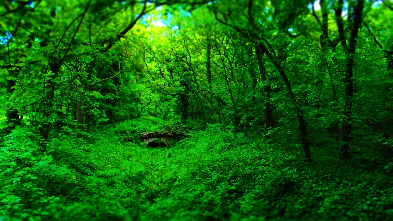 Tranquility- synonym of forest…?